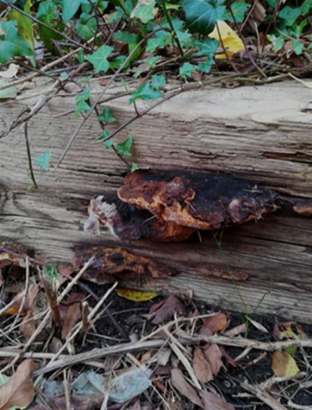 Growing on an old railway sleeper within an overground section of the London underground network
